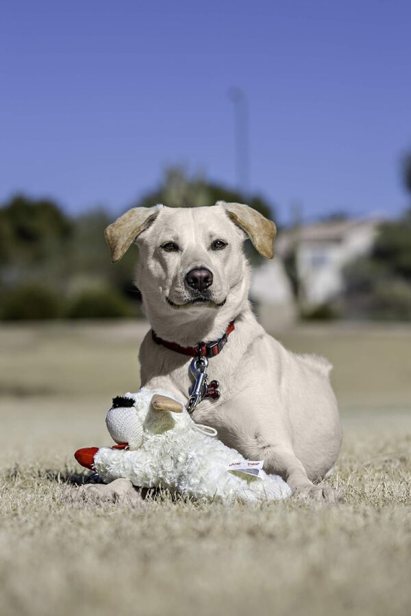 Multipet Plush Dog Toy